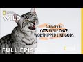 Elephants, Cats & Octopuses (Full Episode) | Everything You Didn't Know About Animals