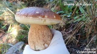 #Boletus Edulis/เก็บเห็ดผึ้งหวานสเปนดอกใหญ่ๆเต็มไม้เต็มมือ🍄🍄/12/10/64🇪🇸🇪🇸