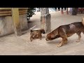 today baby monkey punish a puppy difficulty breathing​