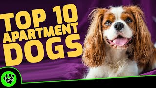 Top 10 Best Dogs for Apartments - Dogs 101