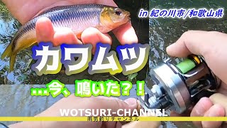 ルアーで釣ったカワムツが鳴いた？！