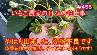 やはり出ました、受粉不良です（２番花強めに摘花していくことになりそうです）　いちご農家の日々のお仕事　＃４５６