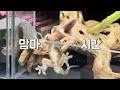 맘마타임