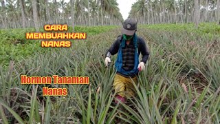 Cara Membuahkan Nanas (Hormon Nanas)