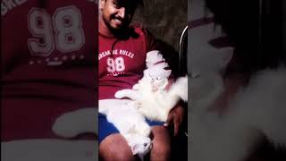 #cat #catlover എന്നെ കണ്ടാൽ മതി ഓടി വന്നു മടിയിൽ കേറി കിടക്കും🥰🥰🥰 🐈🐱