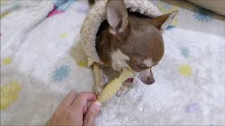 スムースチワワ愛犬チロル☆おもちゃ骨カミカミ遊ばない