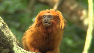 Golden Lion Tamarins