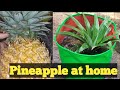 How to grow Pineapple 🍍 at home/வீட்டில் அன்னாசி பழம் வளர்ப்பது எப்படி? சுலபமான முறையில் வளர்ப்பு😊