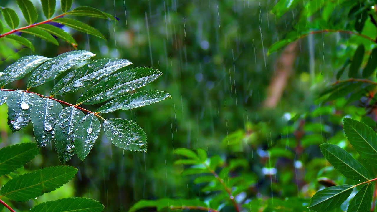 Heavy Rainfall In Rainforest