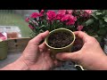 propagating dianthus from cuttings quick guide