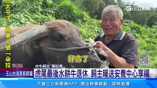 虎尾最後水耕牛退休　飼主暖送安養中心享福｜三立新聞網 SETN.com