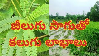 జీలుగ సాగుతో  కలుగు లాభాలు |  green manure crop uses |SAGUBATA