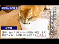 【豆柴】カーペット裏の滑り止めをむしり取った結果、逮捕された豆柴【イタズラ速報】