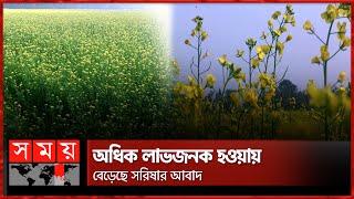 সরিষা চাষে আগ্রহী সুনামগঞ্জের কৃষকেরা | Mustard Cultivation | Sunamganj | Somoy TV