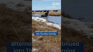 Devastating flooding in Utah kills livestock