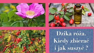 Dzika róża - kiedy zbierać i jak suszyć? ( metoda prof.Mrożewskiego) 🌹