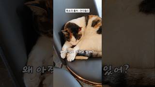 귀여운 길고양이 66 #길양이 #언더월드 #동물 더빙 #shorts