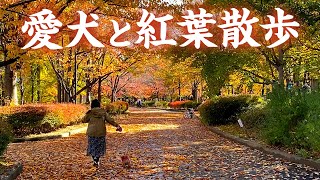 愛犬と紅葉を見に行ってきました！【ミニチュアダックスフンド】