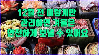 12월이 시작 되기 전 다육이 관리 이렇게만 하면 겨울은 안전하게 날 수 있어요