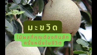 มะขวิด|Wood apple|ไม้ผลที่คุณต้องกินสักครั้งหนึ่งในชีวิต @atimetosharebysakda