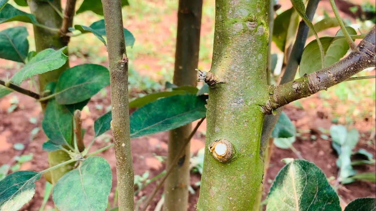 Pruning Your Apple Trees Episode Ii Youtube