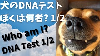 【前編】愛犬のDNAテスト | DNA採取に挑戦。| 雑種の保護犬の祖先は？ | 自宅で簡単に出来ます♡ | アメリカで流行のDNA Test Setを使用☆【チャーリー編　1/2】【ENG SUB】