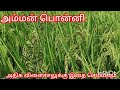 அம்மன் பொன்னி சாகுபடி முறை amman ponni paddy variety