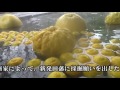 小須戸温泉健康センター 花の湯館　「 晩白柚風呂であったまろう 」 2016.12.23