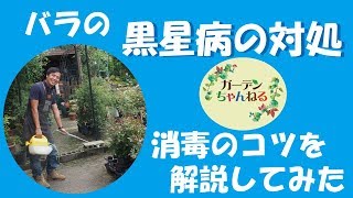 バラの黒星病の対処ついて　【薬剤をつかった対処法解説】！　#7