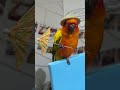 Sun Conure Bird Wearing Hat Dances Holding Umbrella - 1501150