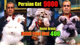 Best Home Breed Persian Cat in Kolkata | Pets World | Persian Cat Price | Angora Rabbit | Pet Planet