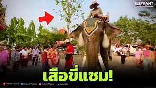 Fcโกรธ‼️คนเมาเอาเหล้าให้ช้างกิน💯เสือขี่แซม❓#elephant #elephantthailand