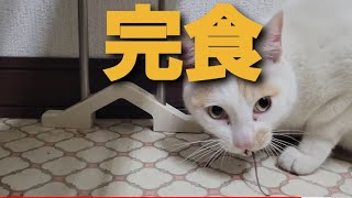 生きたネズミを食べる 猫  (完食)