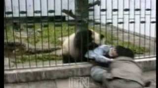 Panda Attacks Tourist