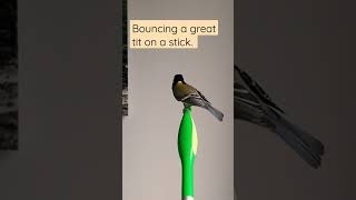 Bouncing a Great Tit on a Stick