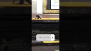 Енот в метро Торонто / Raccoon in the Toronto subway