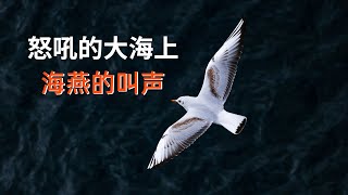 清脆鳥叫聲：海鷗叫聲、怒吼海浪聲|放鬆音樂2021