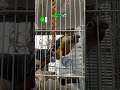 全力でお見送りをしてくれるインコ【ウロコインコのぽぽ】