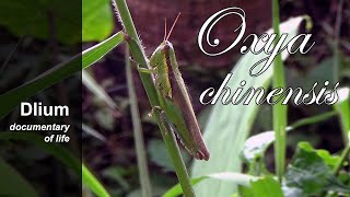 Chinese rice grasshopper (Oxya chinensis)