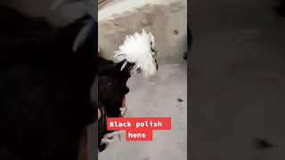 Black Polish hens | Silkie chicken | Bantam chicken | aseel murghi | Chicken breeds | Fancy chicks