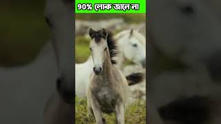 Horse Facts।। #horse facts #banglafacts #shorts #horse ।।#Skeleton of horse।। #animal facts ।।