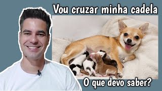 O QUE DEVO SABER ANTES DE COLOCAR MINHA CADELA PRA CRUZAR