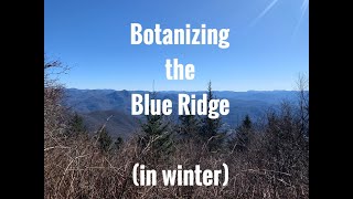 Botanizing the Blue Ridge (in winter)