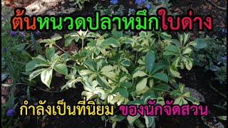 ต้นหนวดปลาหมึกใบด่าง​ กำลังเป็นที่นิยมของนักจัดสวน