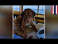 Dog rescue: Stranded dog saved 135 miles from Thailand coast - TomoNews