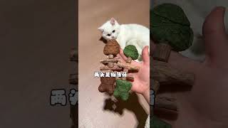 看看哪个小猫咪还没有安排上鱼骨磨牙棒 萌宠好物 磨牙棒 木天蓼