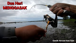 DUA HARI MENGGASAK HARUAN_Casting Ikan Haruan or Ikan Gabus