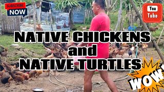 NATIVE CHICKENS AND TURTLES at ANTEQUERA, BOHOL || MARZ VLOG