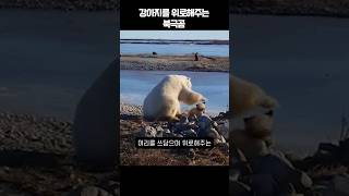 강아지를 위로해주는 북극곰