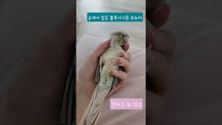 #블루시나몬코뉴어#코뉴어앵무새#손에서 잠들기